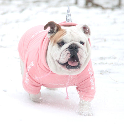 Ropa para Perros y Ganado Inglés - Image 11