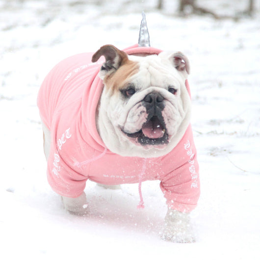 Ropa para Perros y Ganado Inglés - Image 11