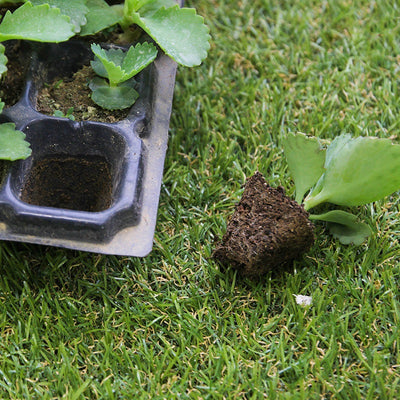 Bandeja de Germinación con Macetas para Brotes y Plántulas - Image 5