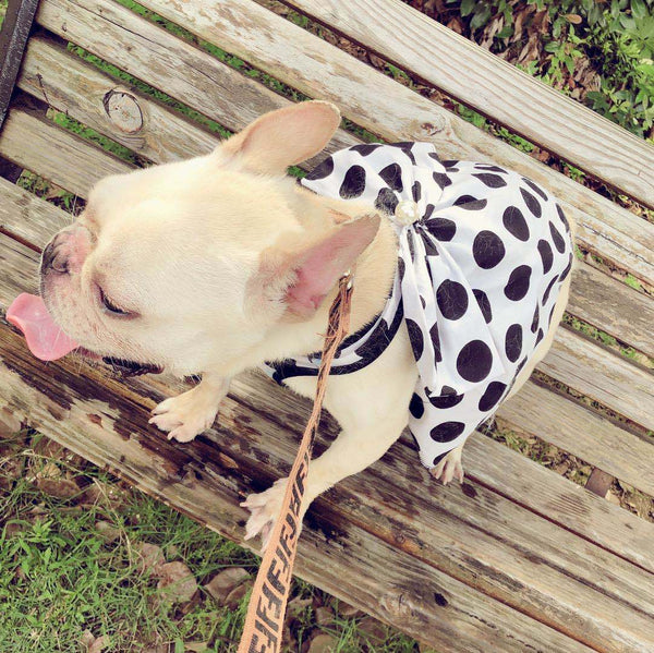 Falda Tutú Negra para Perros Adultos Mayores - Diseño Adorable