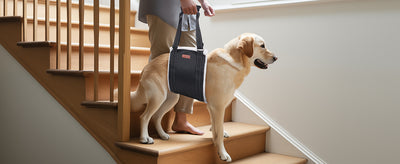 Arnés de Soporte para Patas Traseras de Perros - Rehabilitación de Ligamentos - Image 8