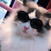 Gafas de Sol Multicolor para Mascotas - Accesorios Cool para Perros y Gatos - Image 10
