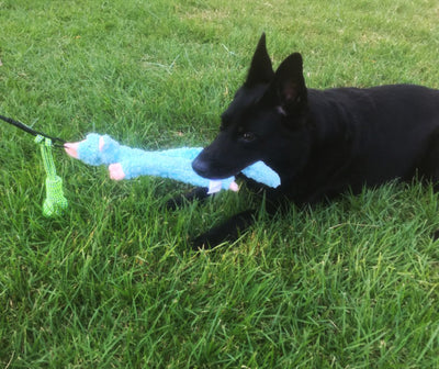 Telescopic dog teasing rod toy with black foam grip and multiple colorful rope attachments, including a carrying bag. - Image 19