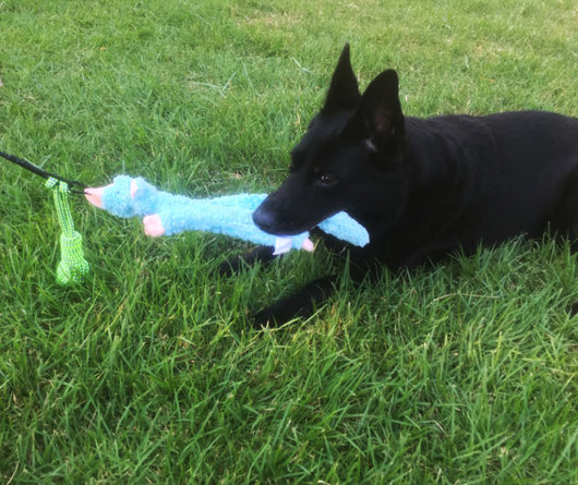 Telescopic dog teasing rod toy with black foam grip and multiple colorful rope attachments, including a carrying bag. - Image 19