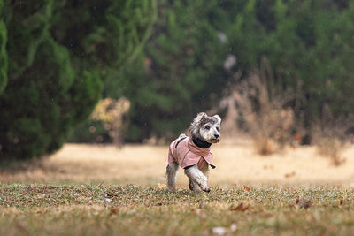 Poncho Impermeable Universal para Perros Pequeños y Medianos - Image 17