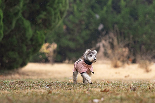 Poncho Impermeable Universal para Perros Pequeños y Medianos - Image 17