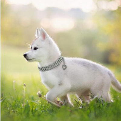 Collar de Strass para Mascotas con Cadena de Corazones - Perros y Gatos - Image 17