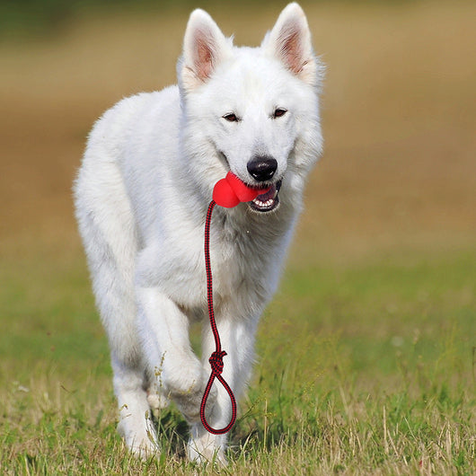 Three pet toys with red and black braided ropes and textured rubber chew ends in blue, green, and red.