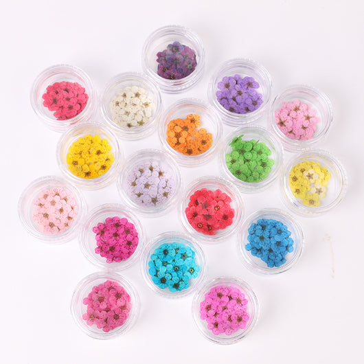 Espécimen de Flor Seca Narciso Natural