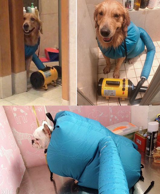 Secador de Perros Profesional con Kit Completo para Todas las Razas - Image 3