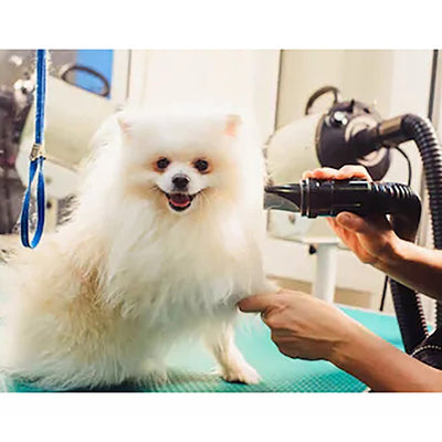 Secador de Aire para Mascotas de Alta Potencia Silencioso - Image 3