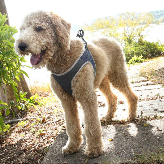 Chaleco arnés para perro - Image 14