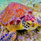 Pintura de Diamantes Tortuga - Obra Completa Brillante