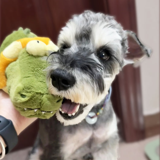 Small dog with hair clips cuddling a green and orange plush alligator toy on a patterned blanket. - Image 2