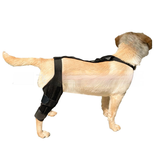 Refuerzo de Rodilla para Perros - Soporte para Patas Traseras - Image 19