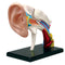 Auditory Canal