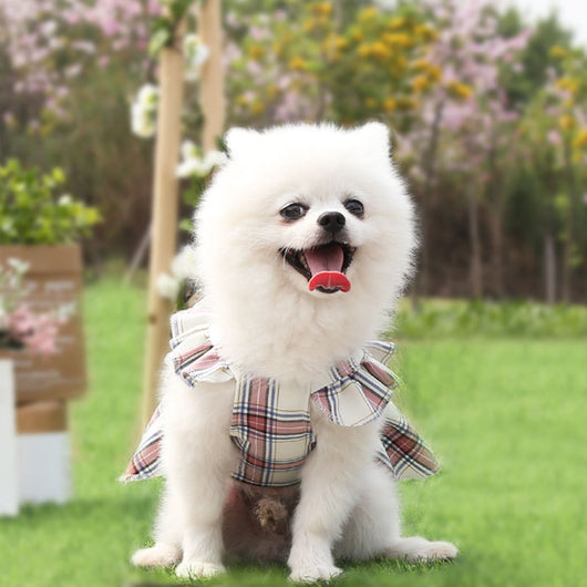 Vestido Princesa para Pasear Perros - Tallas Pequeña y Mediana - Image 9