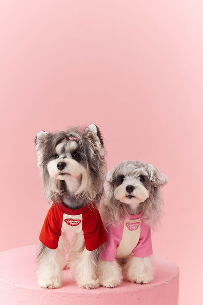 Ropa de Verano para Perros con Contraste de Colores - Image 17