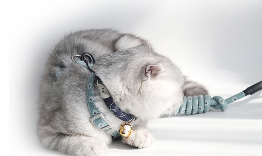 Arnés de Paseo para Gatos con Correa Pectoral - Image 14