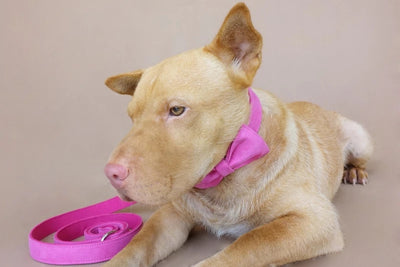 Correa y Collar para Perro Ajustable - Image 3