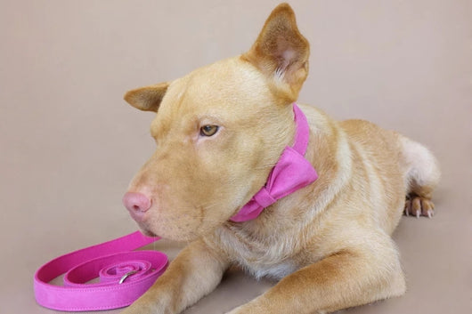 Correa y Collar para Perro Ajustable - Image 3