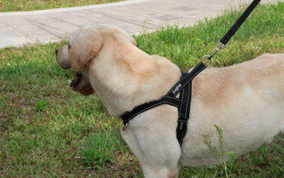 Arnés de Pecho para Perros - Image 4