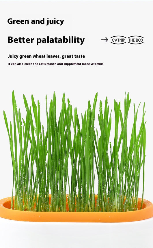 Maceta Hidropónica sin Tierra para Cultivo de Pasto de Gato - Image 10
