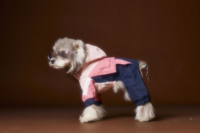 Ropa Deportiva para Perros Bichon Schnauzer con Arnés de Seguridad VIP - Image 18