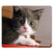 Cat08