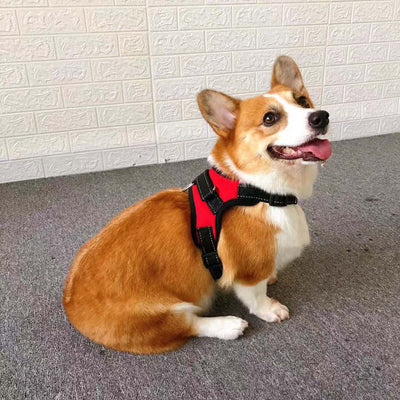 Arnés Chaleco para Perros Pequeños con Cuerda de Seguridad