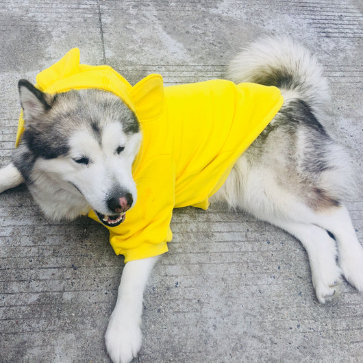 Suéter para Perro Todas las Estaciones - Image 5