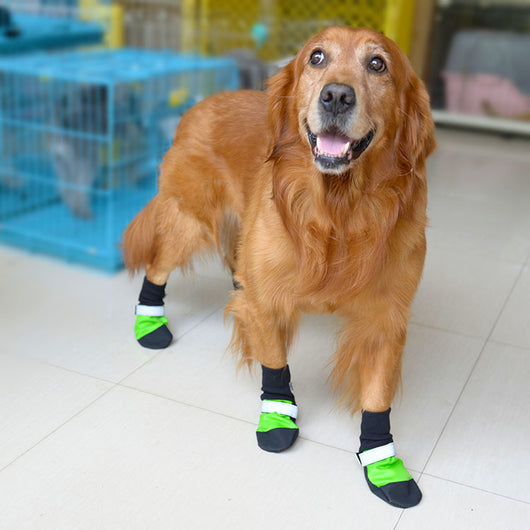 Zapatos Deportivos para Mascotas con Suela Ultrarresistente - Image 3