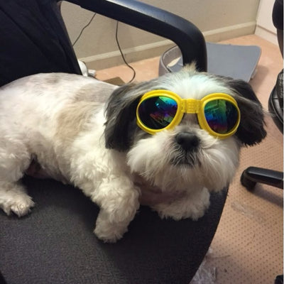 Gafas de Sol Plegables para Perros Medianos - Protección UV Impermeable - Image 3