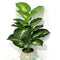 Planta Artificial Decorativa Tortuga - 12-24 Cabezas Verdes para Pared y Jardín