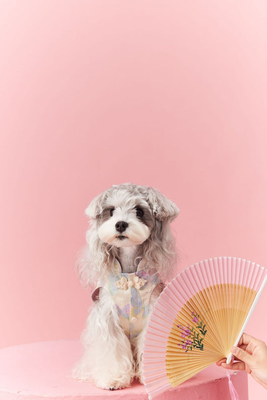 Chaleco Cheongsam Estilo Neo-Chino para Mascotas Pequeños - Schnauzer y Bichón - Image 9