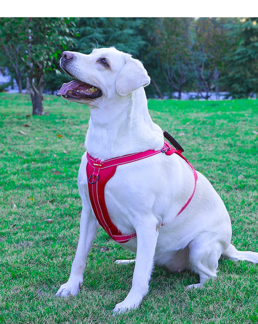 Arnés de Pecho con Cuerda de Tracción para Perros Pequeños, Medianos y Grandes - Image 20