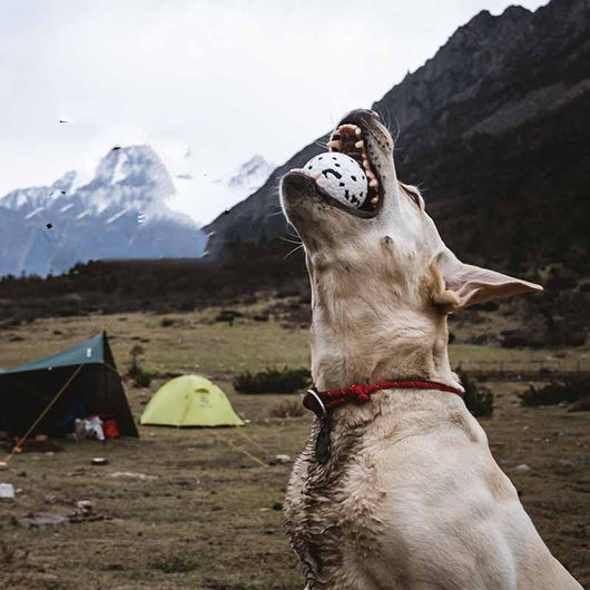 Pelota Masticable Resistente para Perros - Juguete ETPU Duradero - Image 4