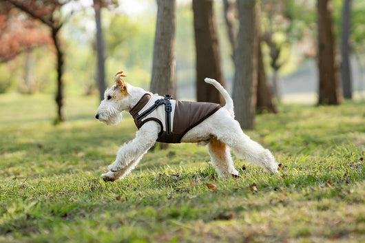Chaleco Térmico Protector para Perros - Image 18