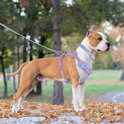 Pink and blue dog harness with padded chest and back, adjustable straps, and a top handle for walking. - Image 13