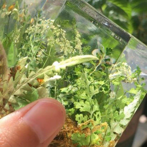 Cubo de Plantas Secas con Flores Deshidratadas y Musgo Natural