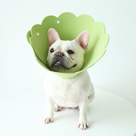 Collar Protector Antilamido con Cubierta Girasol para Mascotas - Image 7