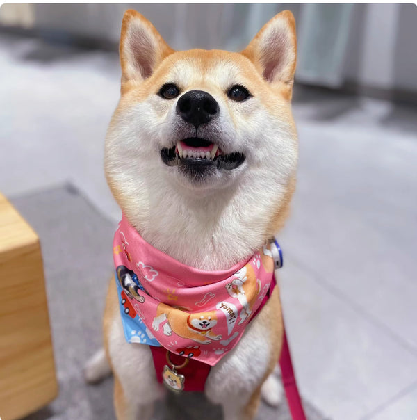 Carpeta Triangular Reversible Shiba Inu con Diseño Doble Cara