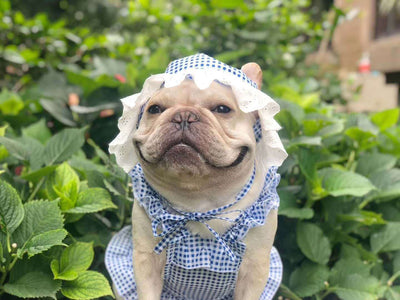 Vestido Escocés para Perro con Accesorios - Image 12