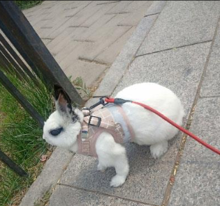 Chaleco para Conejo Mascota
