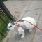 Chaleco para Conejo Mascota
