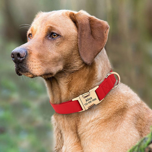 Collar de Adiestramiento para Perros Pequeños Corgi