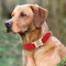 Collar de Adiestramiento para Perros Pequeños Corgi