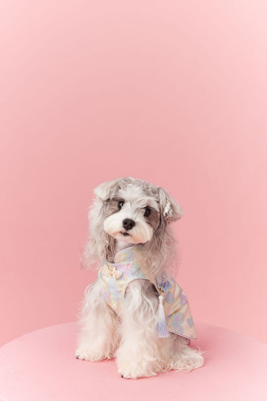 Chaleco Cheongsam Estilo Neo-Chino para Mascotas Pequeños - Schnauzer y Bichón - Image 43