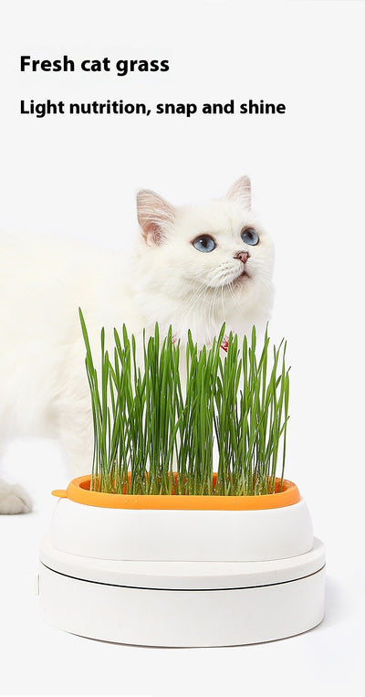 Maceta Hidropónica sin Tierra para Cultivo de Pasto de Gato - Image 11