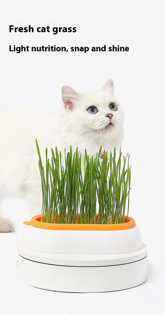 Maceta Hidropónica sin Tierra para Cultivo de Pasto de Gato - Image 11
